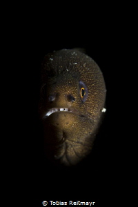 Goldentail moray, Pink Beach, Bonaire by Tobias Reitmayr 